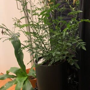 Common Jasmine with Light Pink and White Flowers